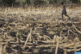 الأمم المتحدة: تضرر نحو 21 مليون شخص من الجفاف في 4 مناطق أفريقية