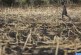 الأمم المتحدة: تضرر نحو 21 مليون شخص من الجفاف في 4 مناطق أفريقية