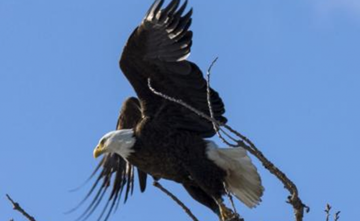 نفوق خمسة من طيور النسر الأصلع في ديلاوير بأمريكا