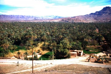 كوب 22:باحثون يدقون ناقوس الخطر المحدق بالواحات