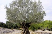 شجرة الزيتون ومواجهة آثار التغيرات المناخية