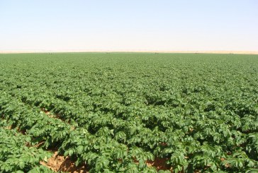 قطاع الفلاحة بالمغرب عنصر أساسي في استراتيجية التنمية الاقتصادية والاجتماعية