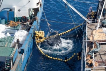 تعافي مصائد الأسماك بالمحيطات يمكن أن يحقق 83 مليار دولار إضافية