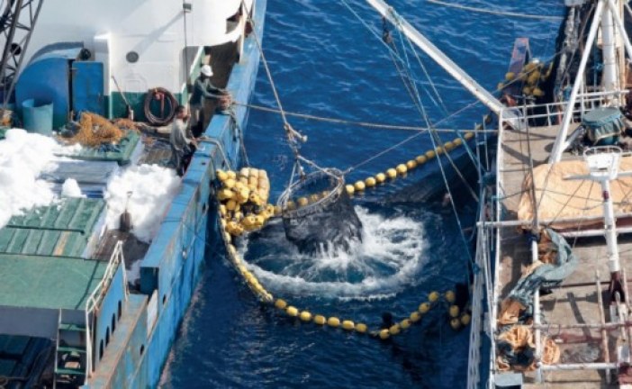 تعافي مصائد الأسماك بالمحيطات يمكن أن يحقق 83 مليار دولار إضافية