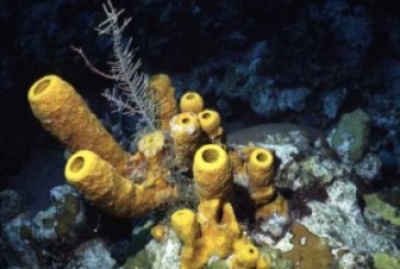 ثروات بحرية مغربية: الإسفنجيات