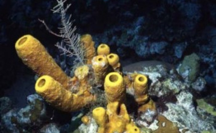 ثروات بحرية مغربية: الإسفنجيات