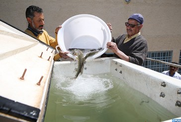 لاعادة التوازن الايكولوجي ببحيرة “افنورير” اقليم افران :   المندوبية السامية  للمياه الغابات تطلق 180 ألف من الأسماك الصغيرة ببحيرة ( أفنورير)