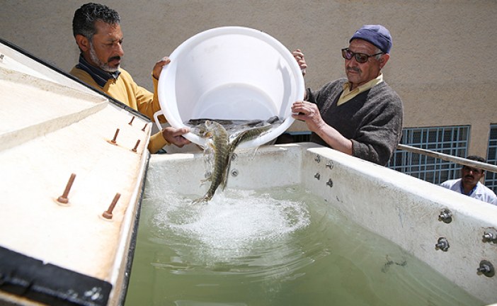 لاعادة التوازن الايكولوجي ببحيرة “افنورير” اقليم افران :   المندوبية السامية  للمياه الغابات تطلق 180 ألف من الأسماك الصغيرة ببحيرة ( أفنورير)