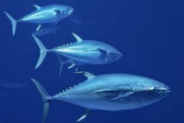COMMUNIQUÉ DE PRESSE  :   Des décisions insuffisantes sur la pêche au requin  lors de la réunion de gestion des thonidés dans l’Atlantique
