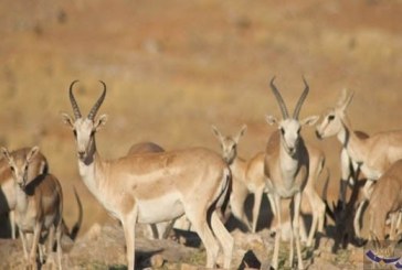 الإنسان يدفع الثدييات “الغزلان” إلى الحركة في الظلام