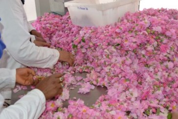 قلعة مكونة.. تنظيم الدورة ال57 للملتقى الدولي للورد العطري ما بين 25 و 28 أبريل الجاري