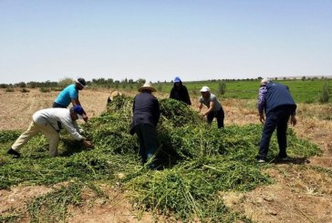 الأونسا”بمساعدة السلطات المحلية تتلف حقول النعناع التي تبث استخدام أصحابها لمبيدات غير مرخصة