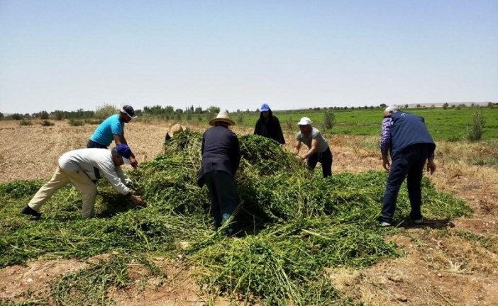الأونسا”بمساعدة السلطات المحلية تتلف حقول النعناع التي تبث استخدام أصحابها لمبيدات غير مرخصة