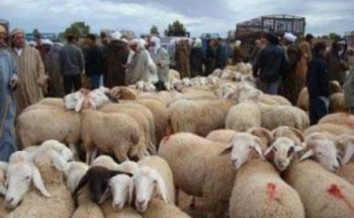 استعدادات وزارة الفلاحة لعيد الأضحى لهذه السنة