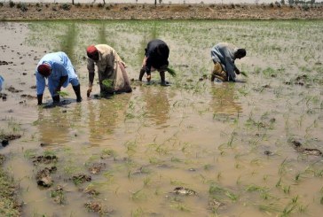 السويد تتبرع بمبلغ 12 مليون دولار أمريكي للصندوق الدولي للتنمية الزراعية لمساعدة المزارعين في المناطق الريفية على التكيف مع تغير المناخ