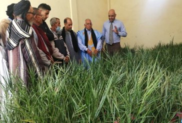 أسا الزاك..توزيع 2000 فسيلة نخيل من نوع “المجهول” على الفلاحين