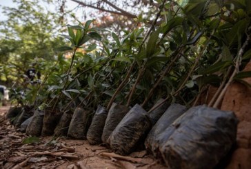 Le Ghana plante 5 millions d’arbres dans une campagne de reforestation
