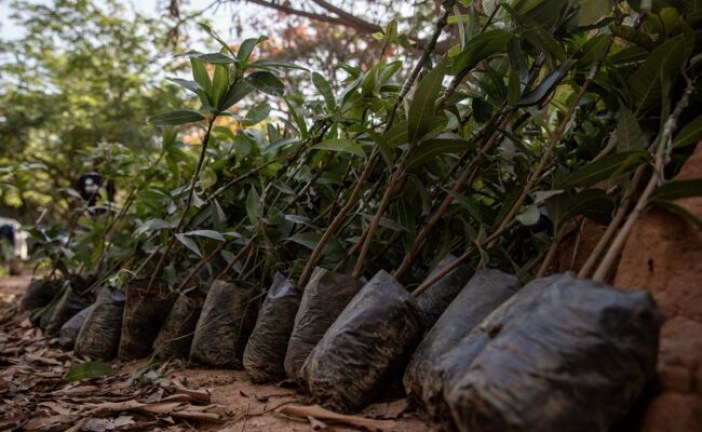 Le Ghana plante 5 millions d’arbres dans une campagne de reforestation