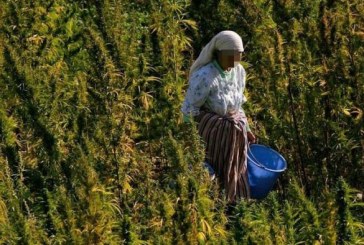 مجلس المستشارين يصادق بالأغلبية على قانون “الكيف”