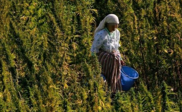 مجلس المستشارين يصادق بالأغلبية على قانون “الكيف”