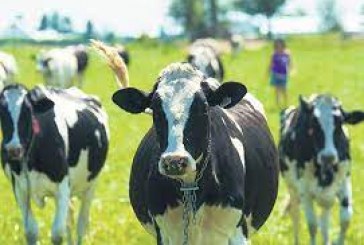 Pour lutter contre le réchauffement climatique, les vaches pourraient bientôt porter des masques
