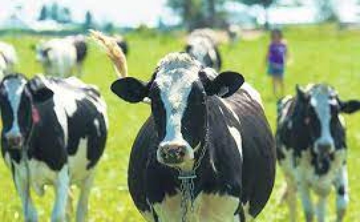 Pour lutter contre le réchauffement climatique, les vaches pourraient bientôt porter des masques