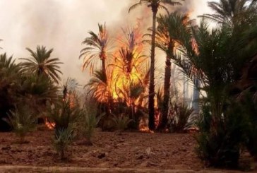 حريق مهول يلتهم واحات زاكورة وطائرات مغربية تتدخل لإخماد الحريق