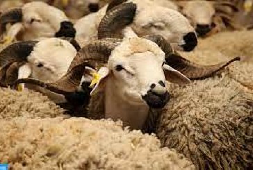 بني ملال-خنيفرة: تخصيص 740 ألف قنطار من الشعير المدعم لفائدة مربي الماشية