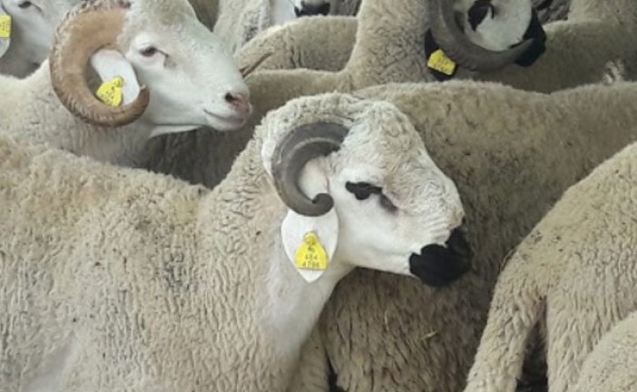 وزارة الفلاحة: العرض من الأغنام والماعز يغطي الطلب بكثير