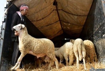 “الشناقة” يلهبون أسعار الماشية بمكناس