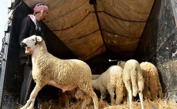 “الشناقة” يلهبون أسعار الماشية بمكناس