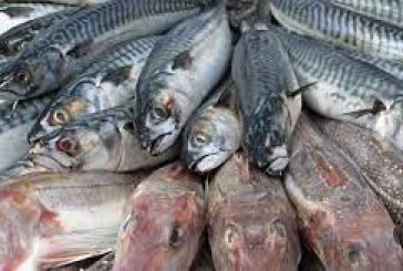 طنجة .. يوم دراسي لبحث آليات النهوض بالتعاونيات العاملة في قطاع الصيد البحري