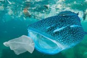 دراسة بسويسرا ترصد مخاطر البلاستيك على الحوت الأزرق