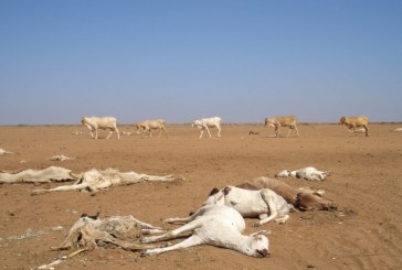 ندوة افتراضية للتبادل والتفكير في موضوع:  “الصحفيون والباحثون في حوار حول آثار تغير المناخ في إفريقيا”