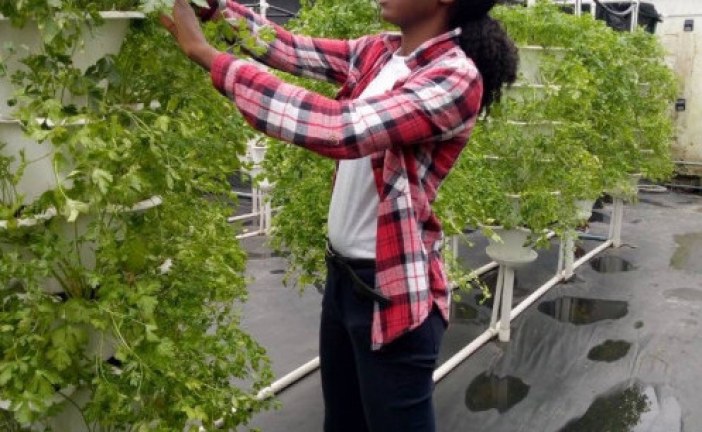 مؤسسة يمولها البنك الأفريقي للتنمية: تنتج خضروات صحية بأسعار معقولة باستخدام الزراعة المائية على الأسطح العمرانية