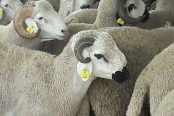 عيد الأضحى.. “أونسا” تطمئن المغاربة بخصوص صحة القطيع الوطني