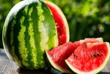 رغم الإكراهات المناخية.. تسجيل إنتاج وفير من البطيخ الأحمر والأصفر بسيدي بنور