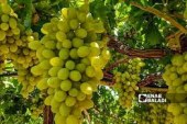 بسبب منتوجه الوفير وندرة التساقطات.. فلاحون يحولون أنشطتهم إلى العنب الدكالي