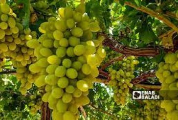 بسبب منتوجه الوفير وندرة التساقطات.. فلاحون يحولون أنشطتهم إلى العنب الدكالي