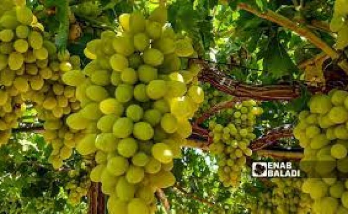 بسبب منتوجه الوفير وندرة التساقطات.. فلاحون يحولون أنشطتهم إلى العنب الدكالي