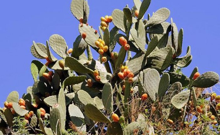 غرس الصبار المقاوم للحشرة القرمزية