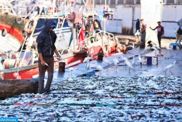 موانئ الواجهة المتوسطية : انخفاض الكميات المفرغة من منتجات الصيد البحري ب 7 في المائة خلال 2023