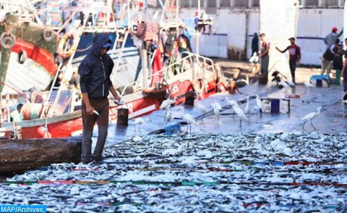 موانئ الواجهة المتوسطية : انخفاض الكميات المفرغة من منتجات الصيد البحري ب 7 في المائة خلال 2023