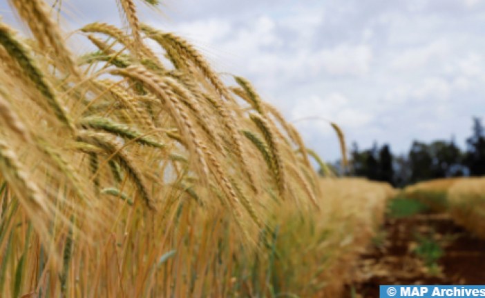 المكتب الوطني المهني للحبوب والقطاني .. إحداث آلية لدعم تخزين القمح اللين