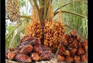 مع اقتراب رمضان.. المستوردون المغاربة يتفادون تمور الجزائر بعد حظرها في عدد من أسواق أوروبا