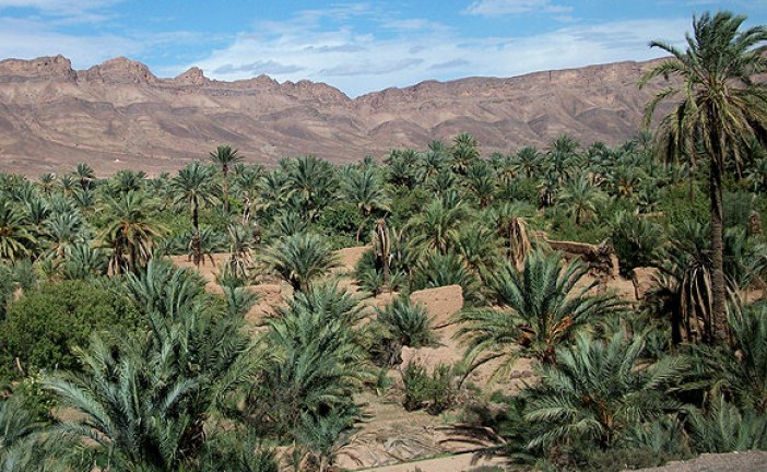 الفلاحة في المجال الواحي بين التنوع والإكراه المناخي