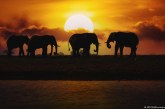 هل ألمانيا مستعدة لاستقبال عشرين ألف فيل هدية من بوتسوانا؟