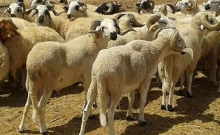 وزارة الفلاحة: قطاع تربية المواشي يحافظ على استقراره