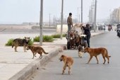 الداخلية تكثف جهودها لتدبير ظاهرة الكلاب والقطط الضالة بالمغرب