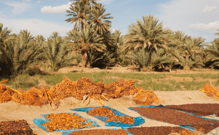 انطلاق المهرجان الوطني للتمور في زاكورة بمشاركة أزيد من 65 تعاونية